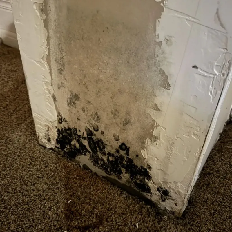 Professional Mold Removal in Forsyth County, GA